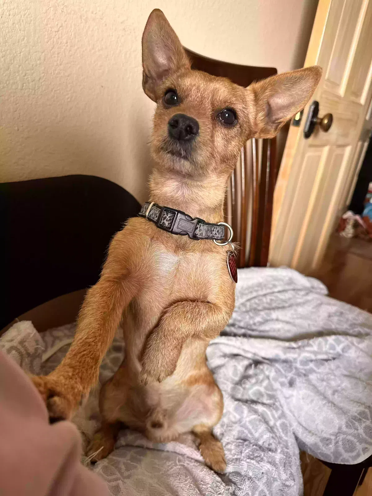 Lost dog in Albuquerque, NM, 87108