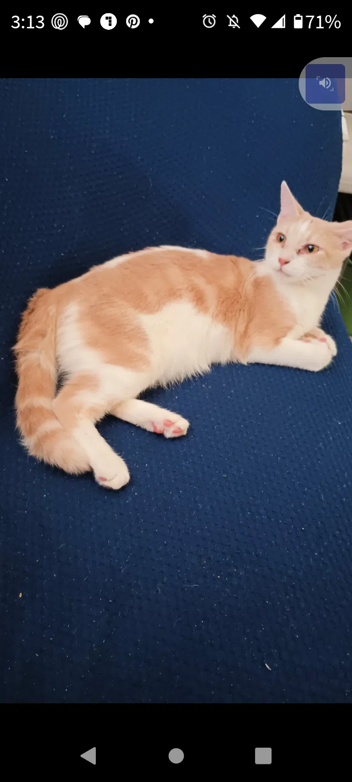 Lost cat in Phoenix, AZ, 85024