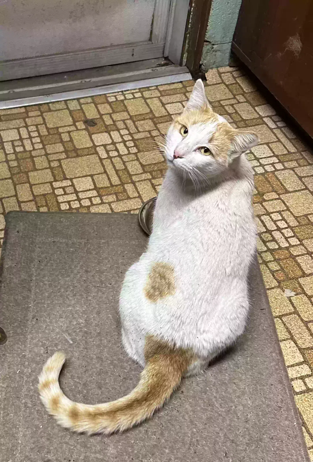 Found cat in Ponca City, OK, 74604