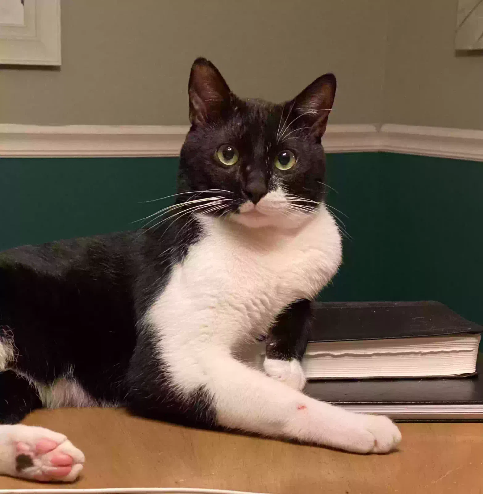 Lost cat in Longwood, FL, 32750