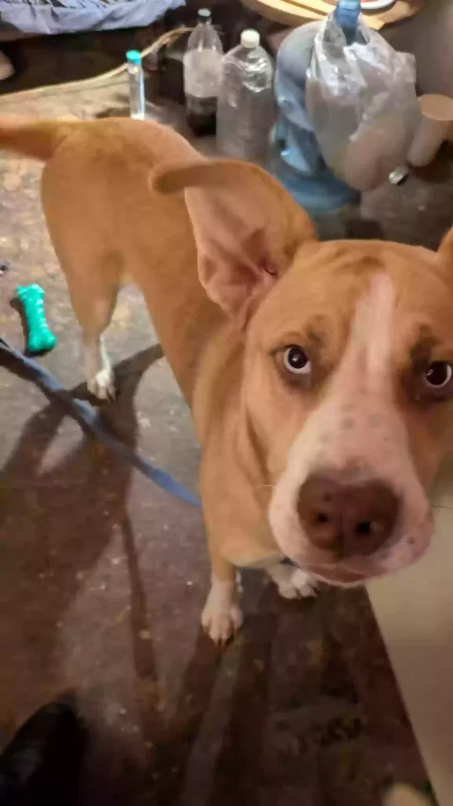 Lost dog in Fort Worth, TX, 76106