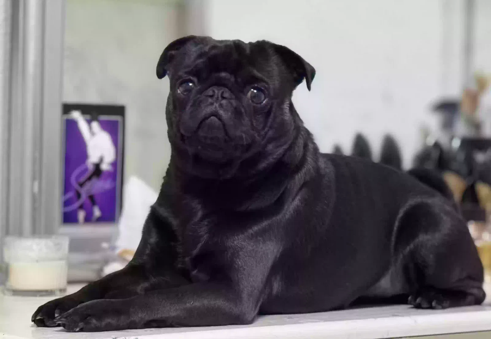 Lost dog in Houston, TX, 77036