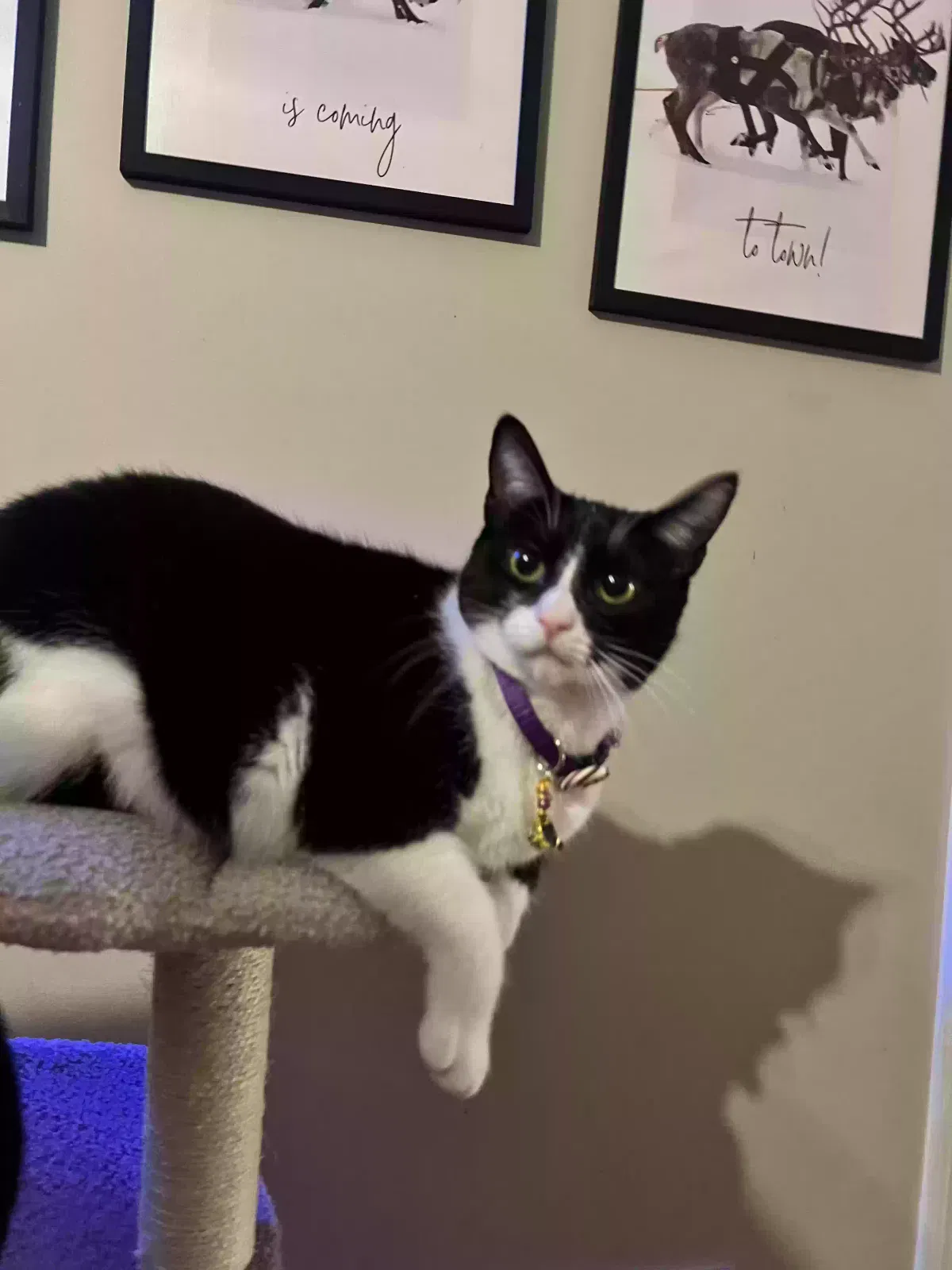 Lost cat in Mcdonough, GA, 30253