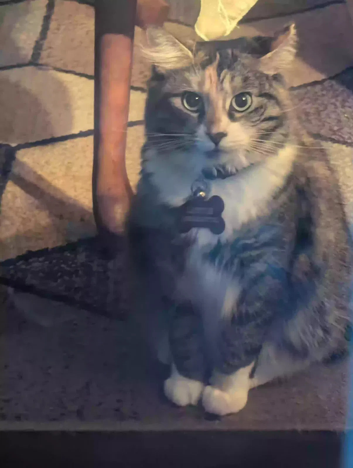 Lost cat in Winston Salem, NC, 27107