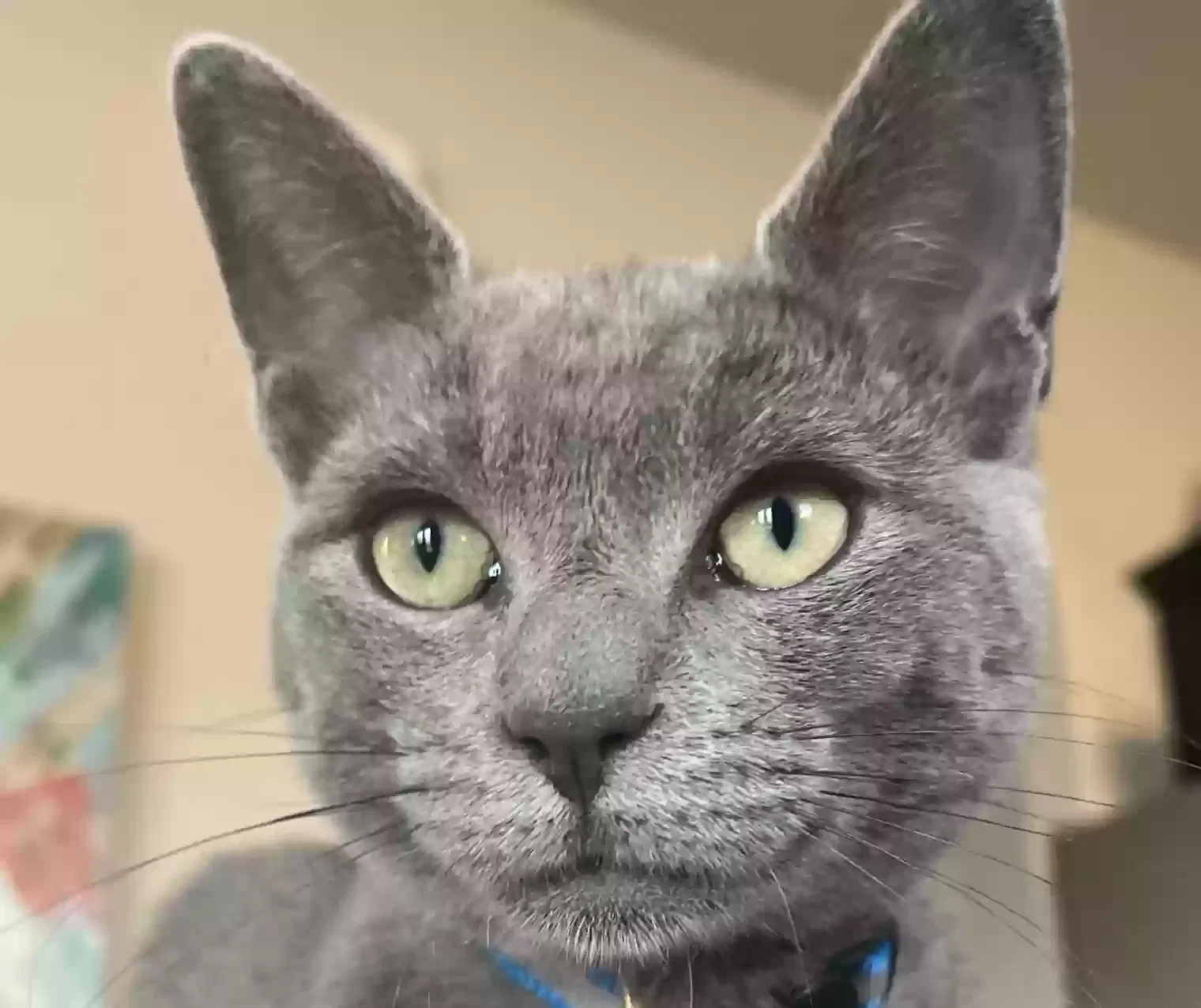 Lost cat in Clovis, CA, 93619
