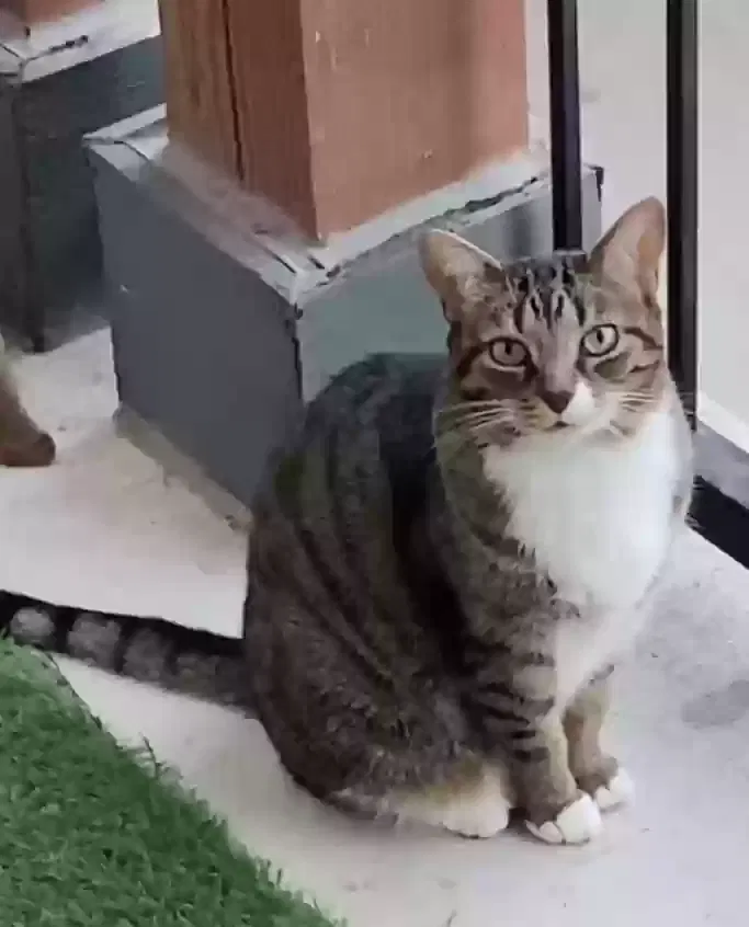 Lost cat in Round Rock, TX, 78665
