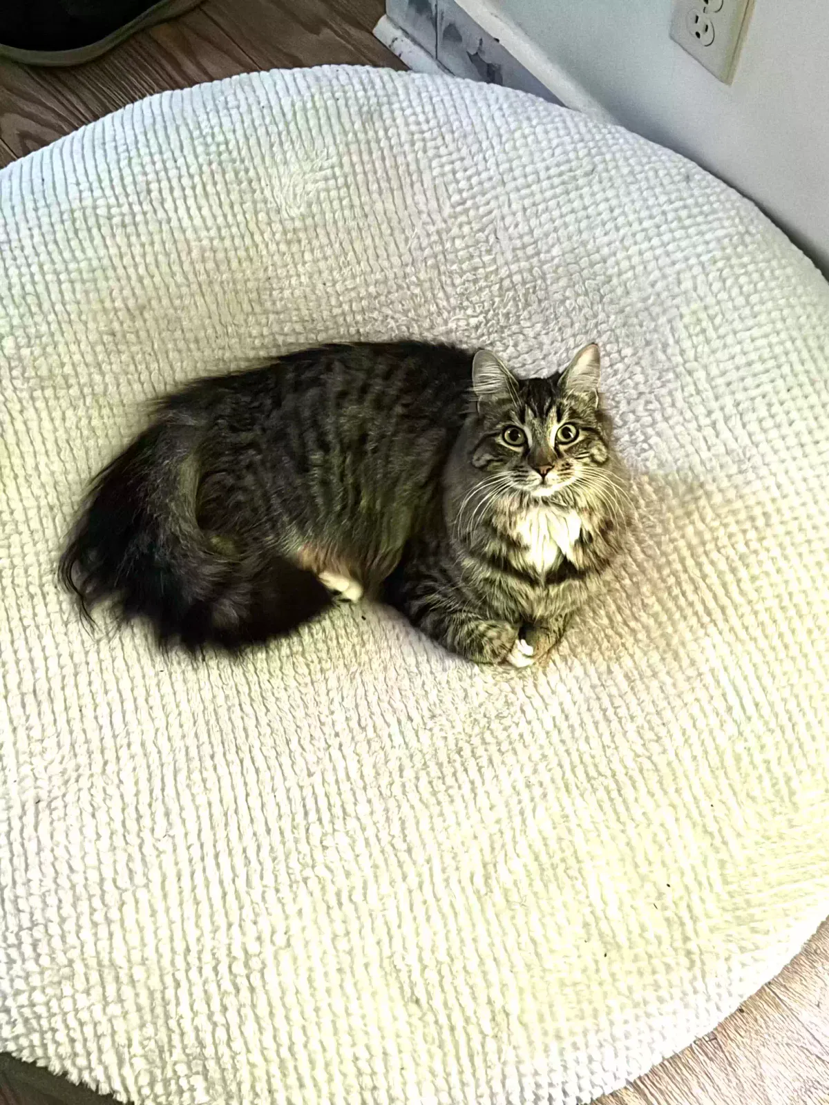 Lost cat in Seattle, WA, 98126