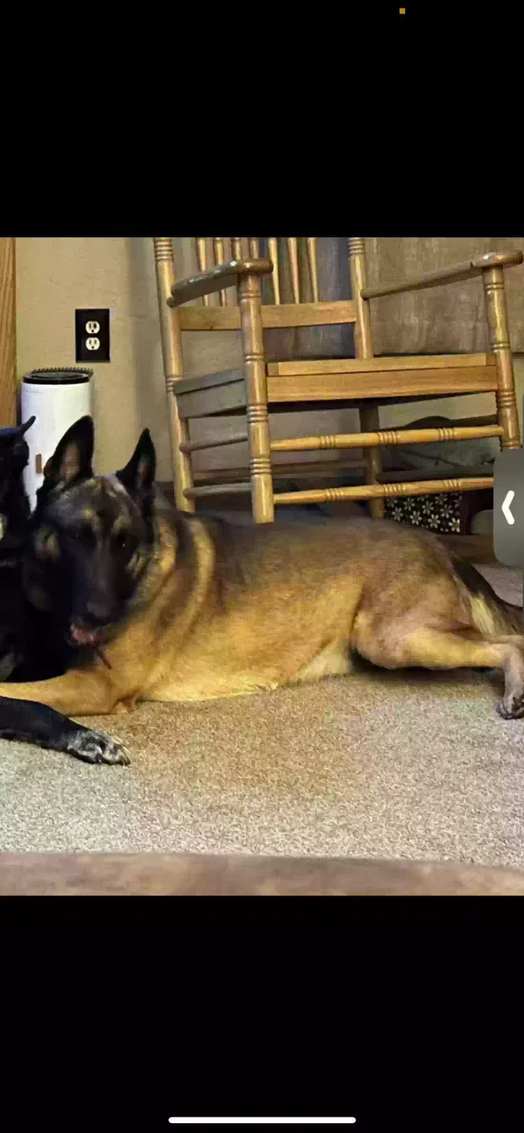 Lost dog in Crescent, OK, 73028