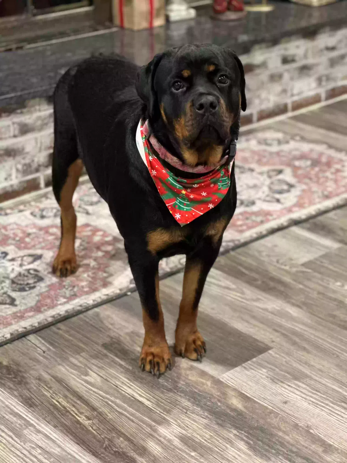 Lost dog in Amite, LA, 70422