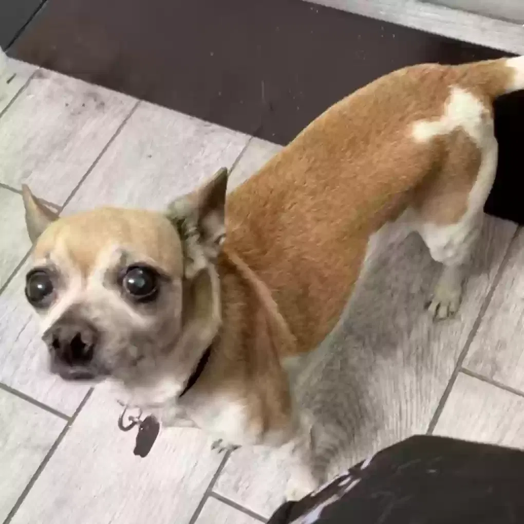 Lost dog in Phoenix, AZ, 85041