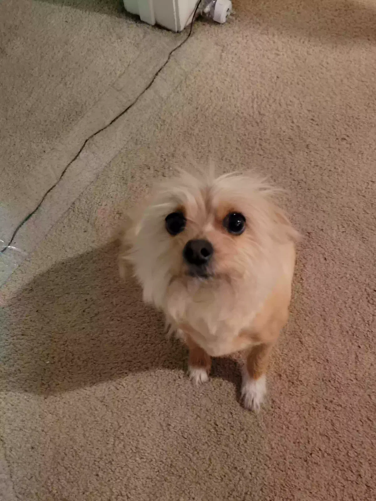 Missing Dog