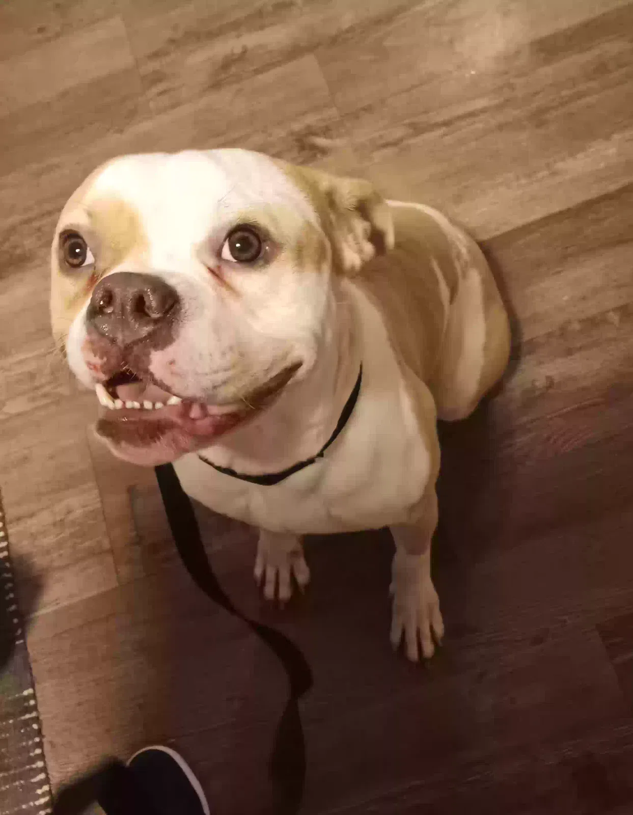 Lost dog in Omaha, NE, 68104