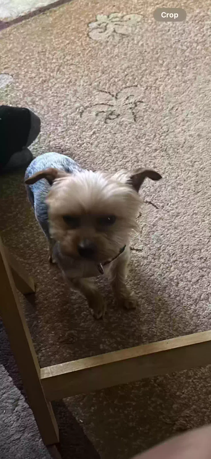 Lost dog in Denham Springs, LA, 70726