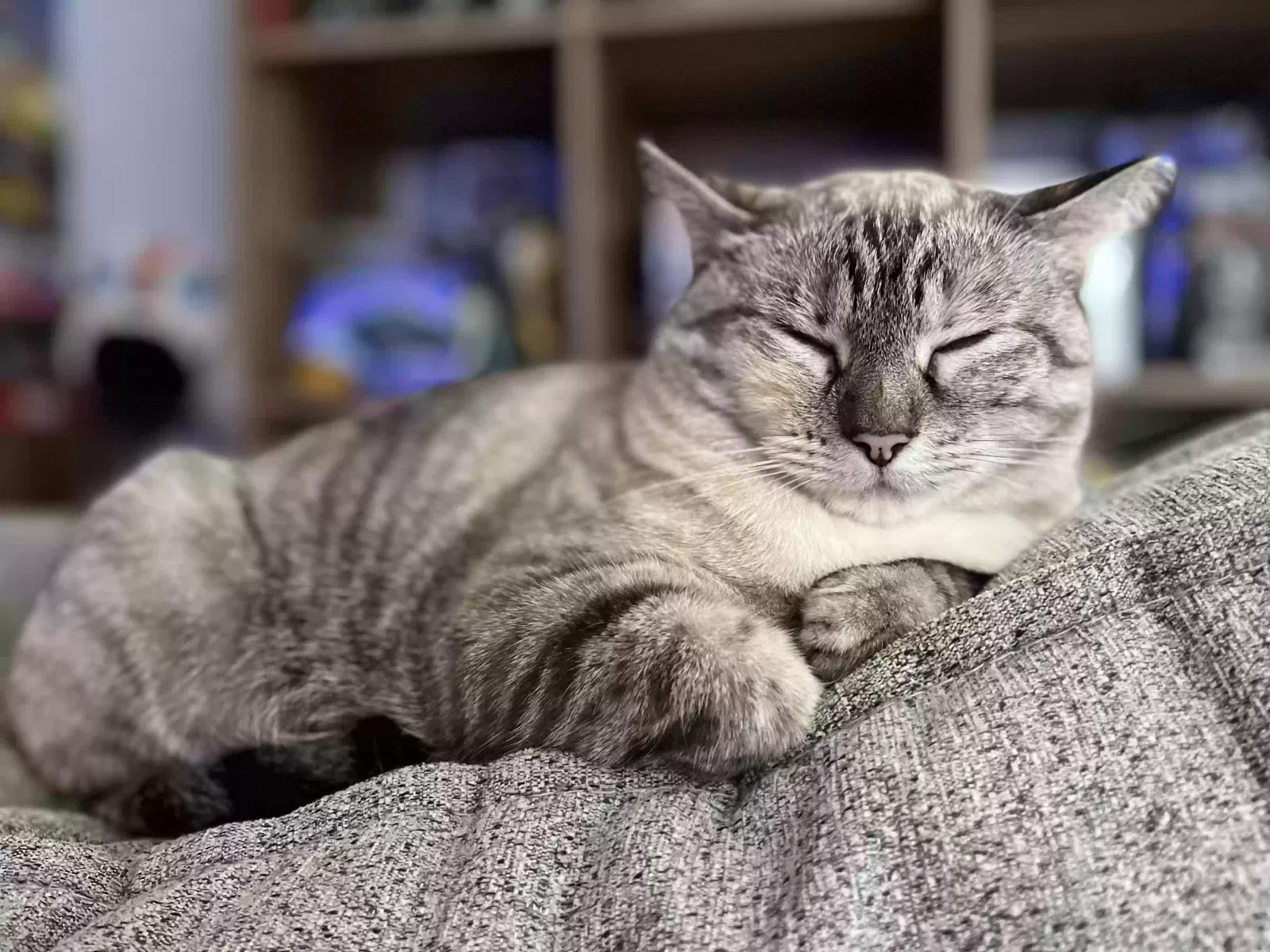 Lost cat in Windsor, CO, 80550
