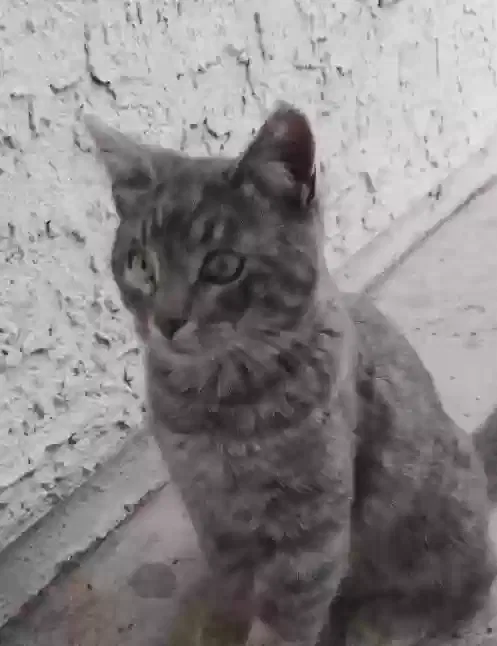 Lost cat in Glendale, AZ, 85302