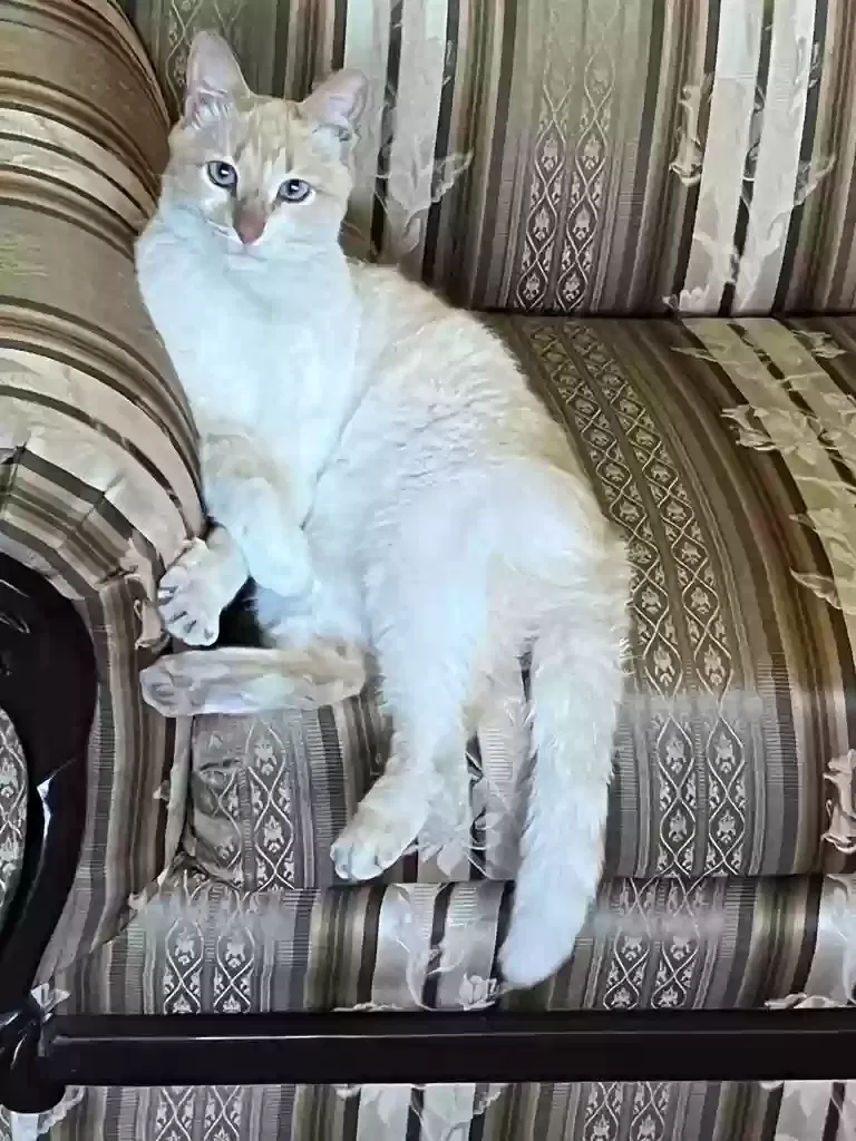 Lost cat in Brownsville, TX, 78521