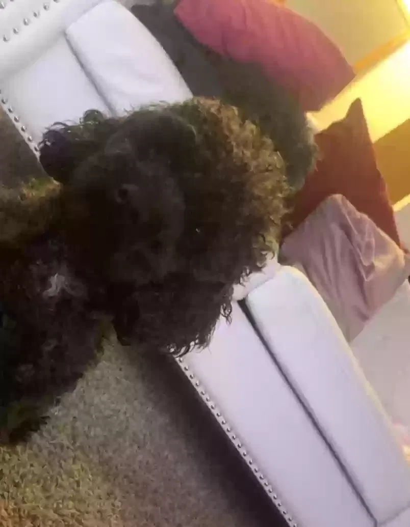 Lost dog in Toledo, OH, 43614