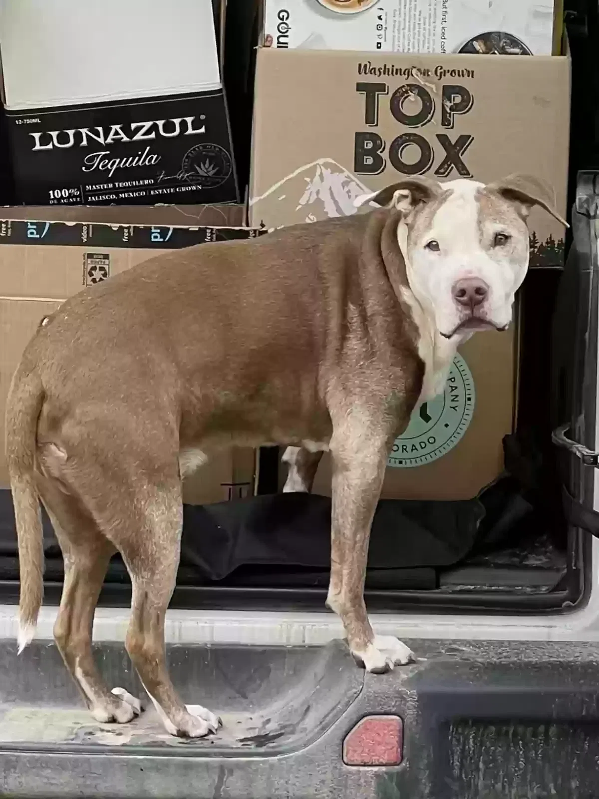 Lost dog in Salida, CO, 81201