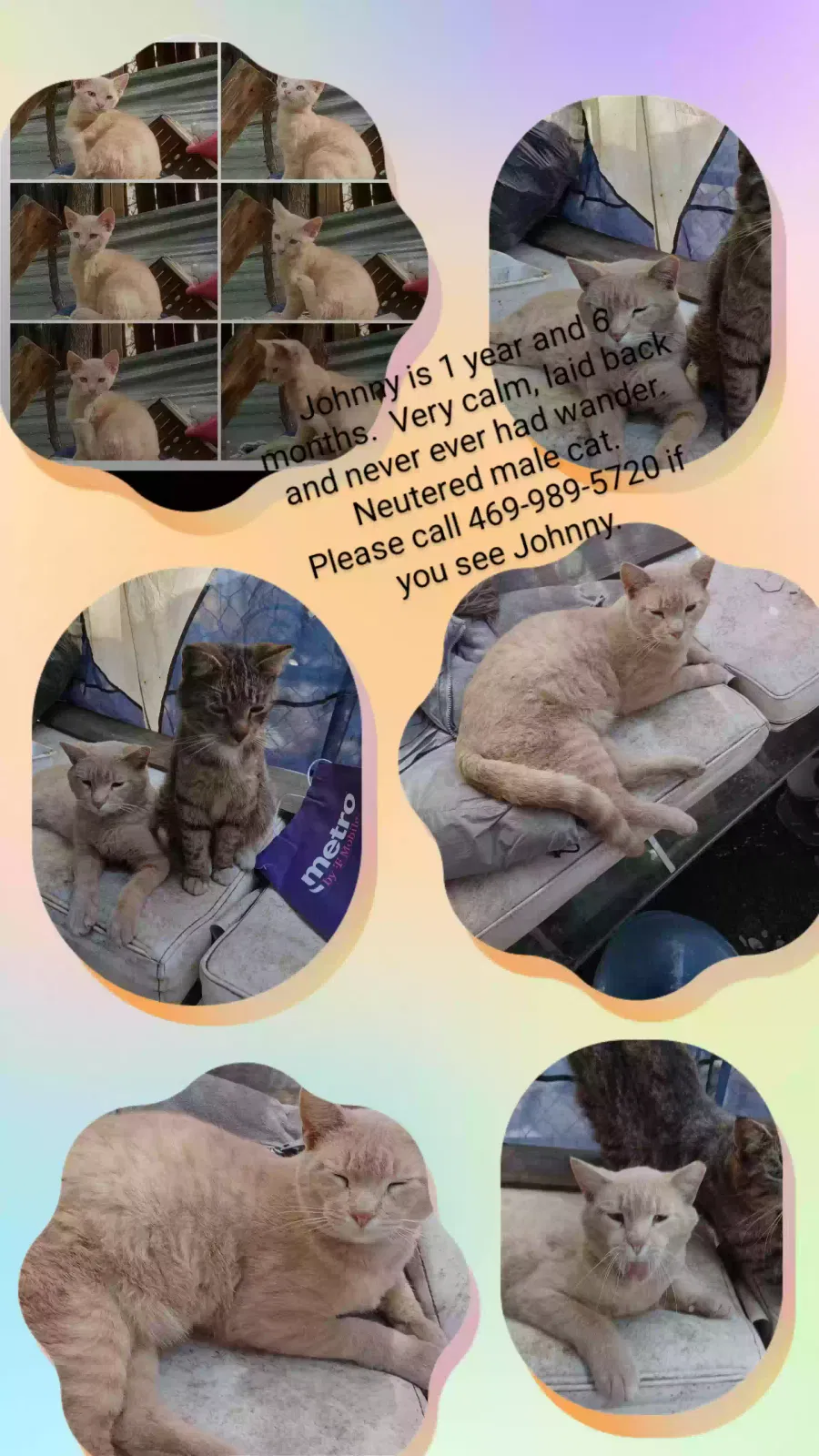 Lost cat in Little Elm, TX, 75068