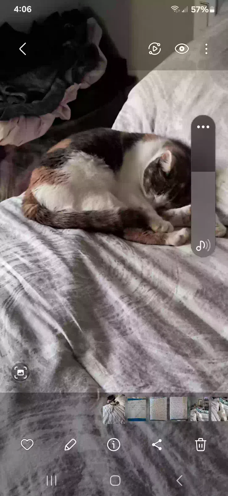Lost cat in Concord, NC, 28025