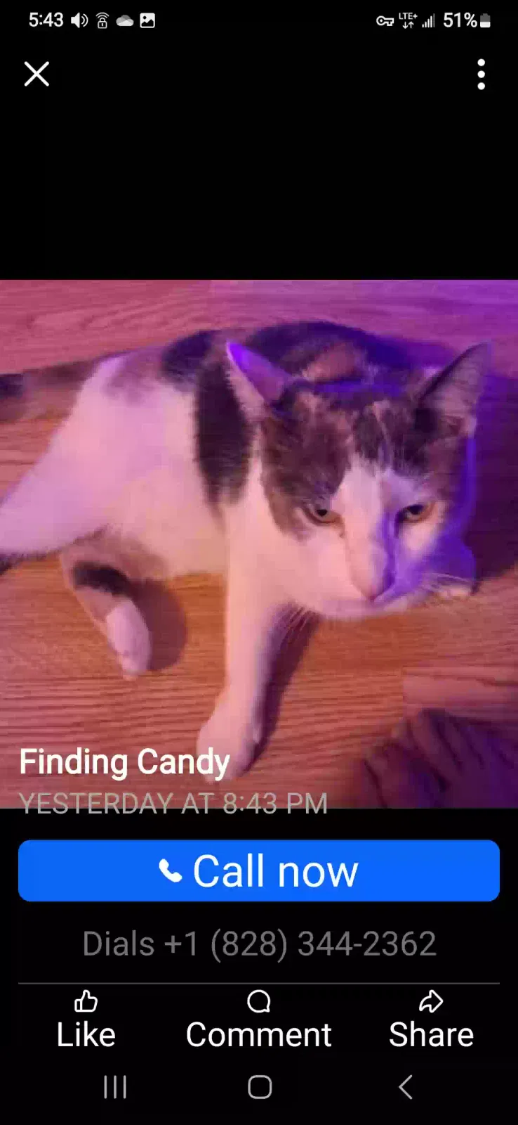 Lost cat in Concord, NC, 28025