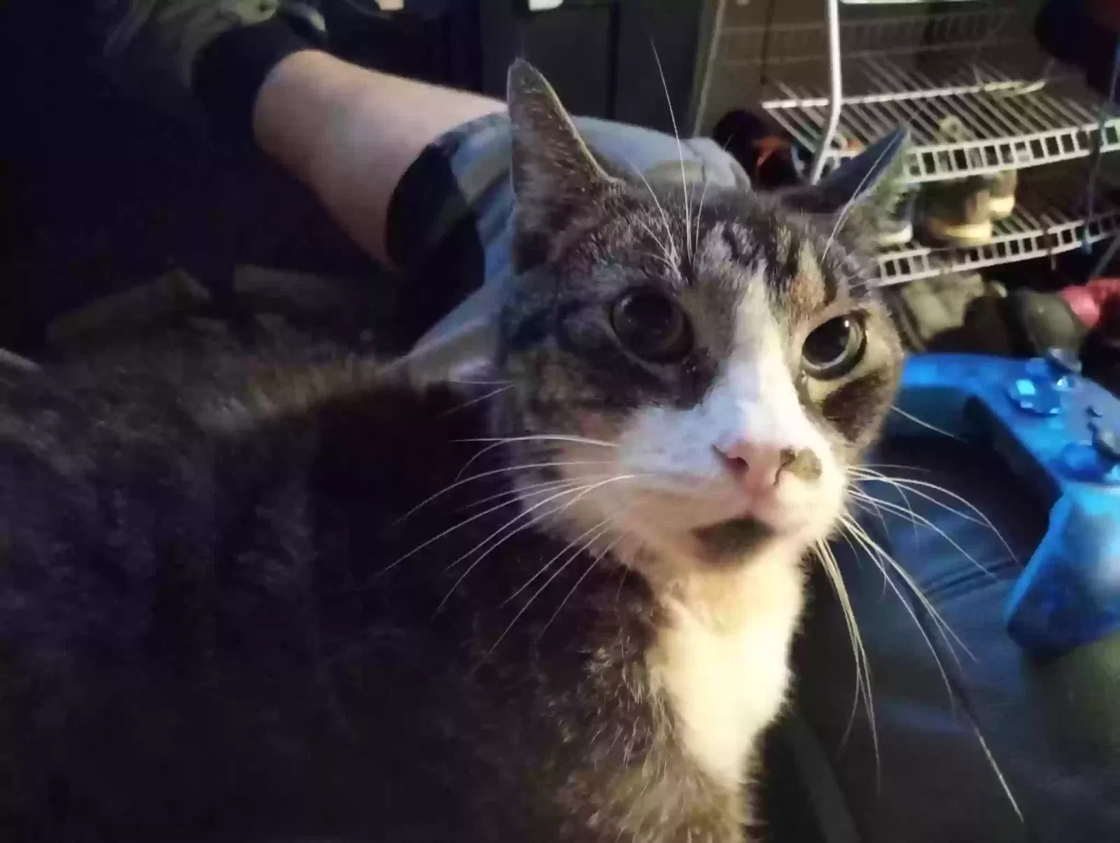 Lost cat in Canastota, NY, 13032