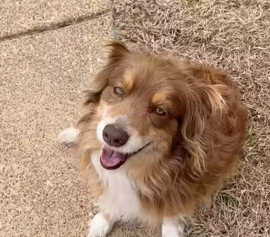 Lost dog in Auburn, MI, 48611