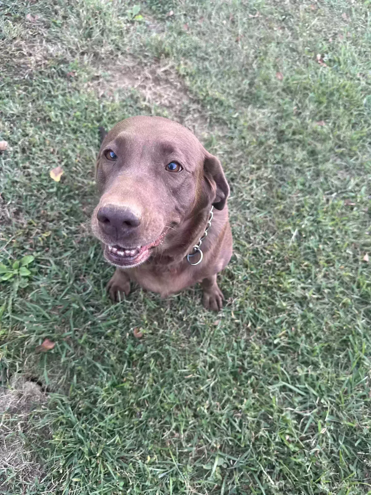 Lost dog in Knoxville, TN, 37924