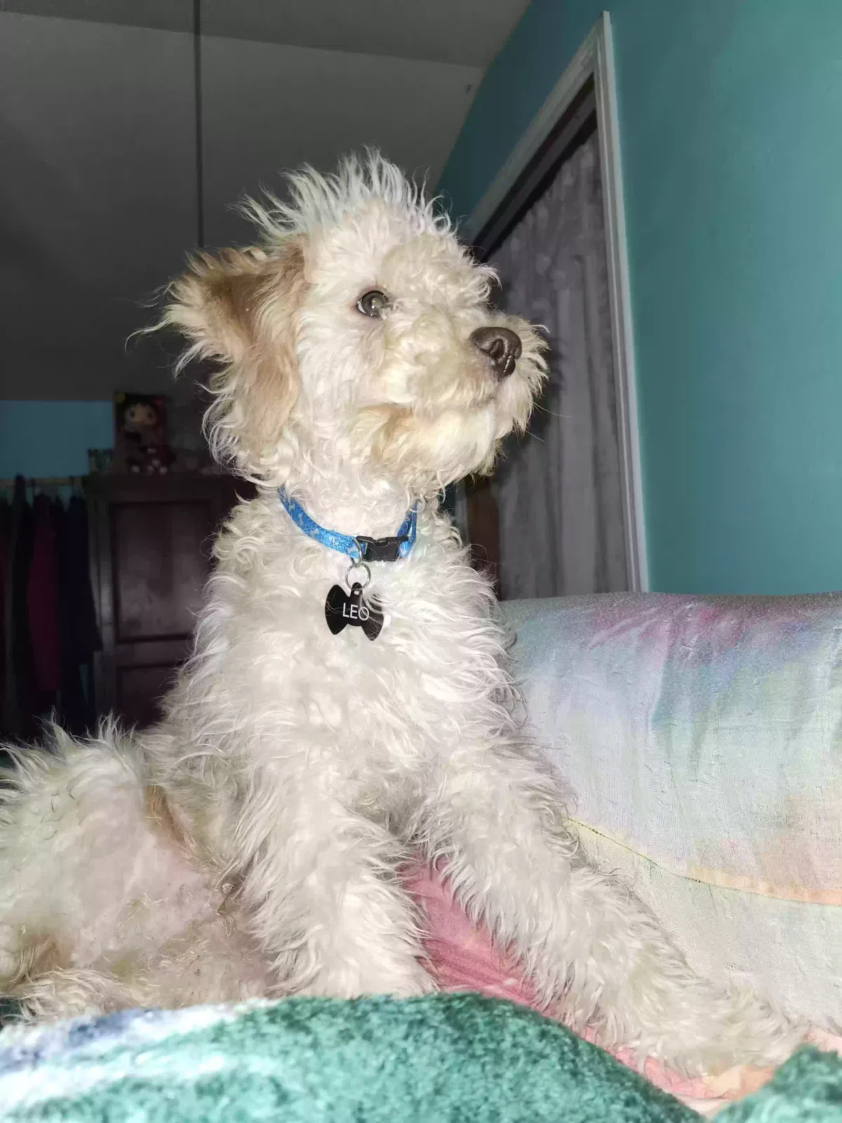 Lost dog in Clint, TX, 79836