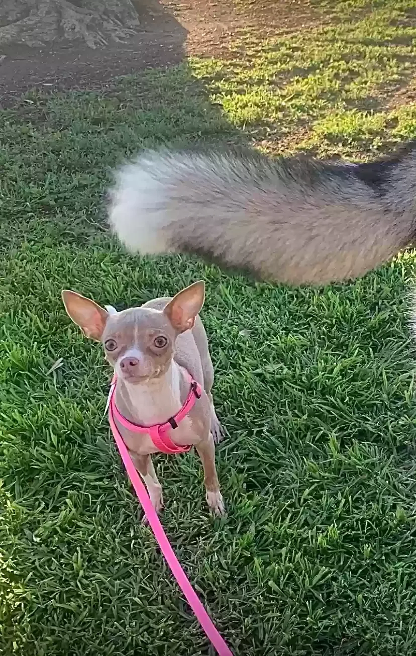 Lost dog in Compton, CA, 90220