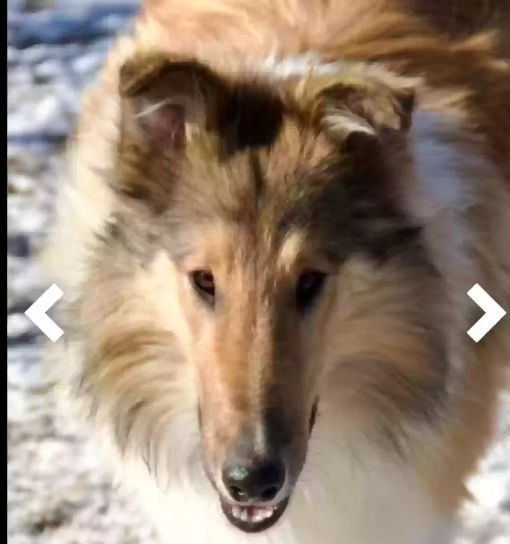 Lost dog in Hixson, TN, 37343