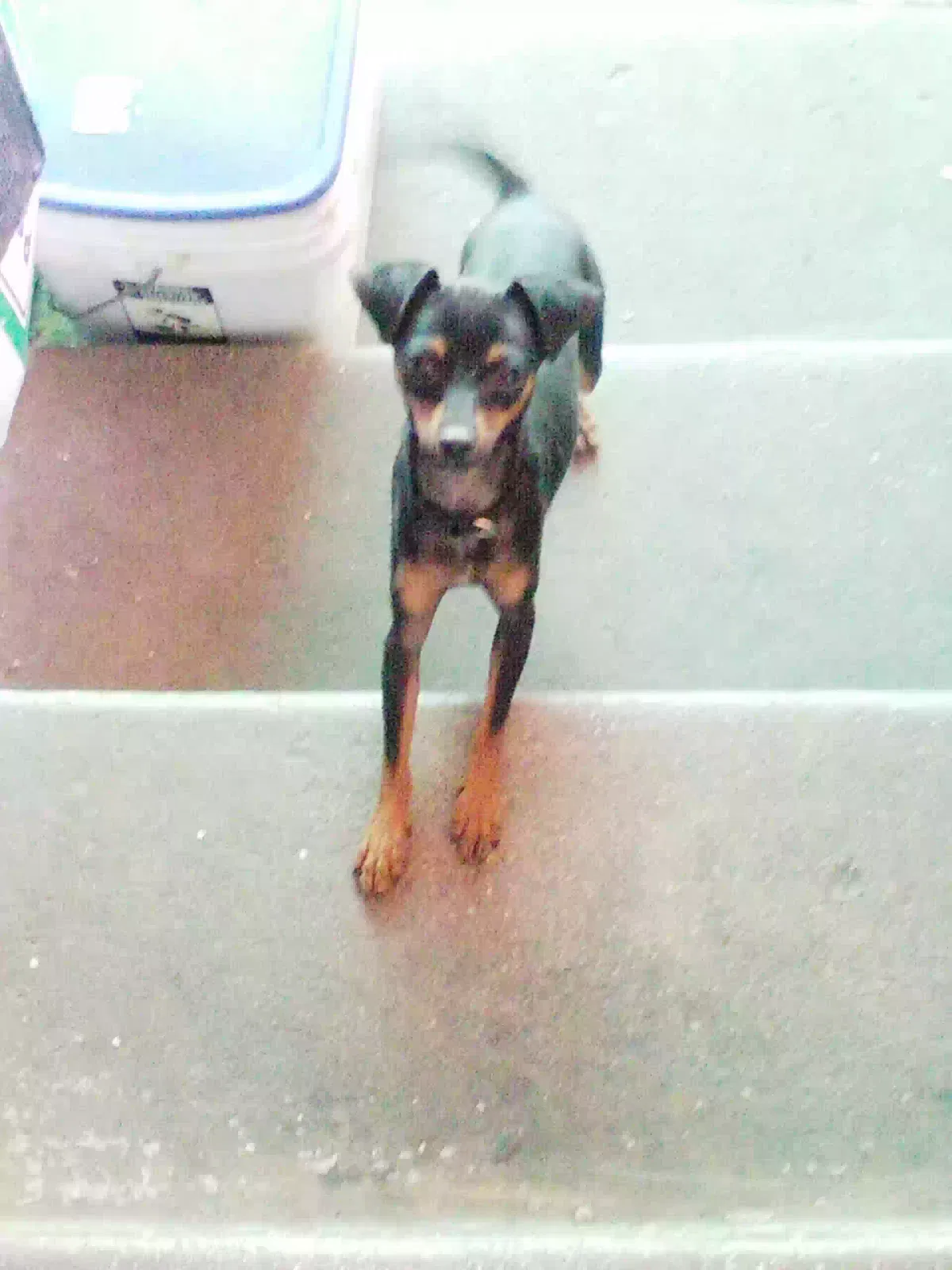 Lost dog in Riverside, CA, 92503