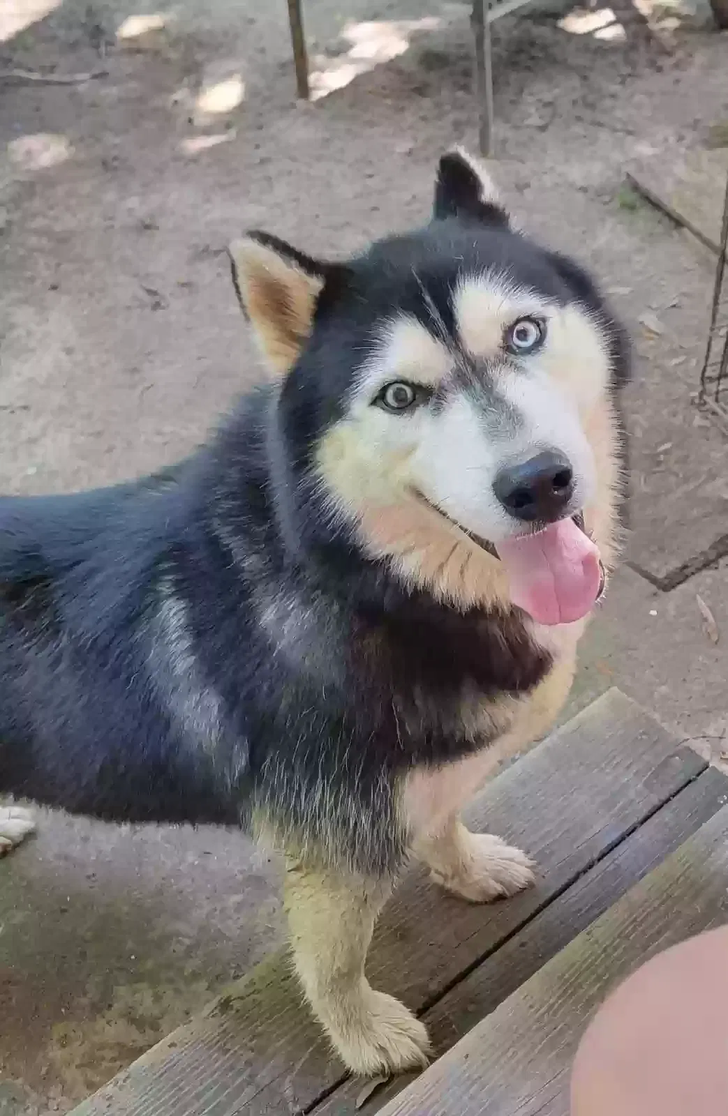 Lost dog in Burlington, NC, 27217
