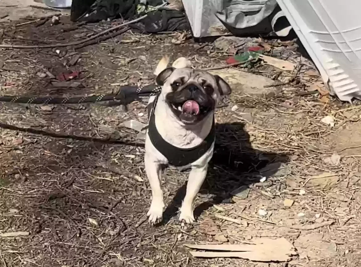 Lost dog in Kansas City, MO, 64127