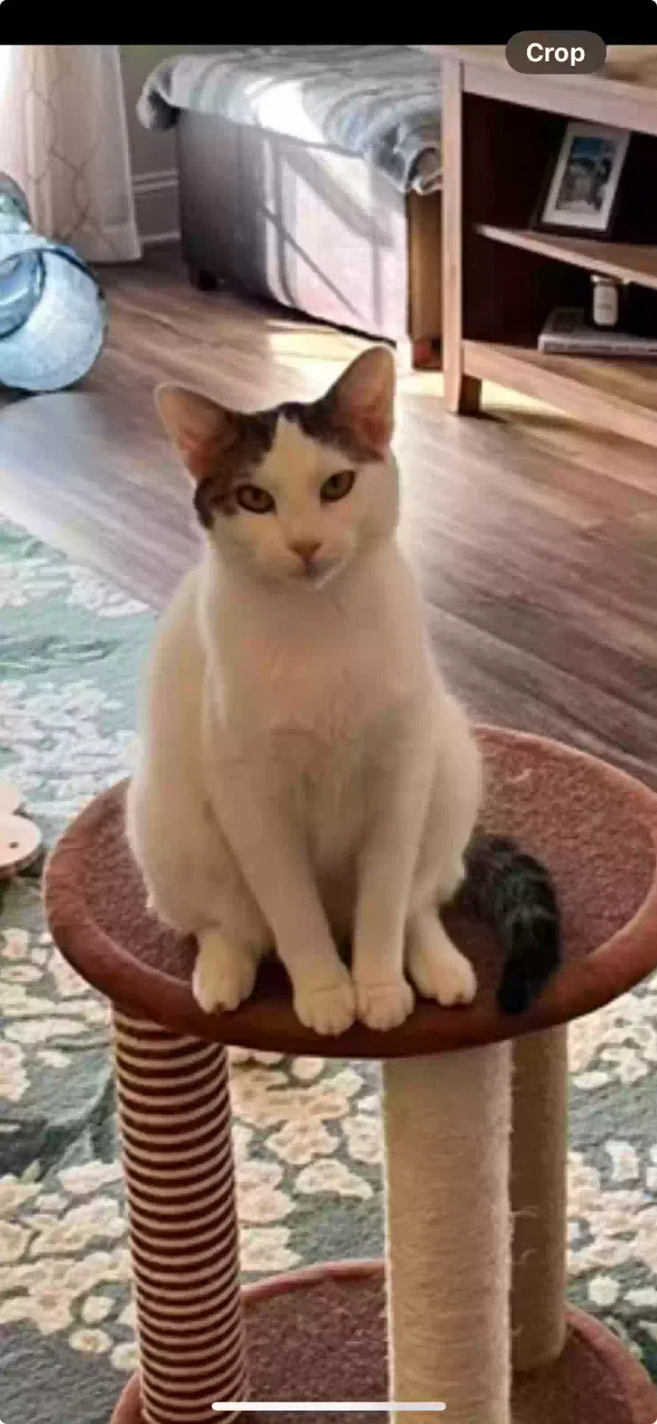 Lost cat in Fuquay Varina, NC, 27526