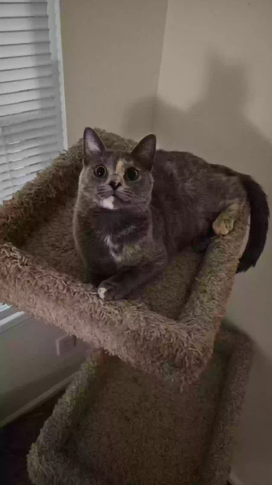 Lost cat in Tuscaloosa, AL, 35401