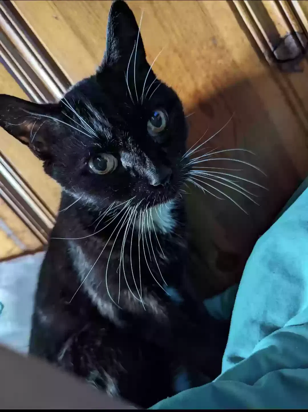 Lost cat in Inkster, MI, 48141