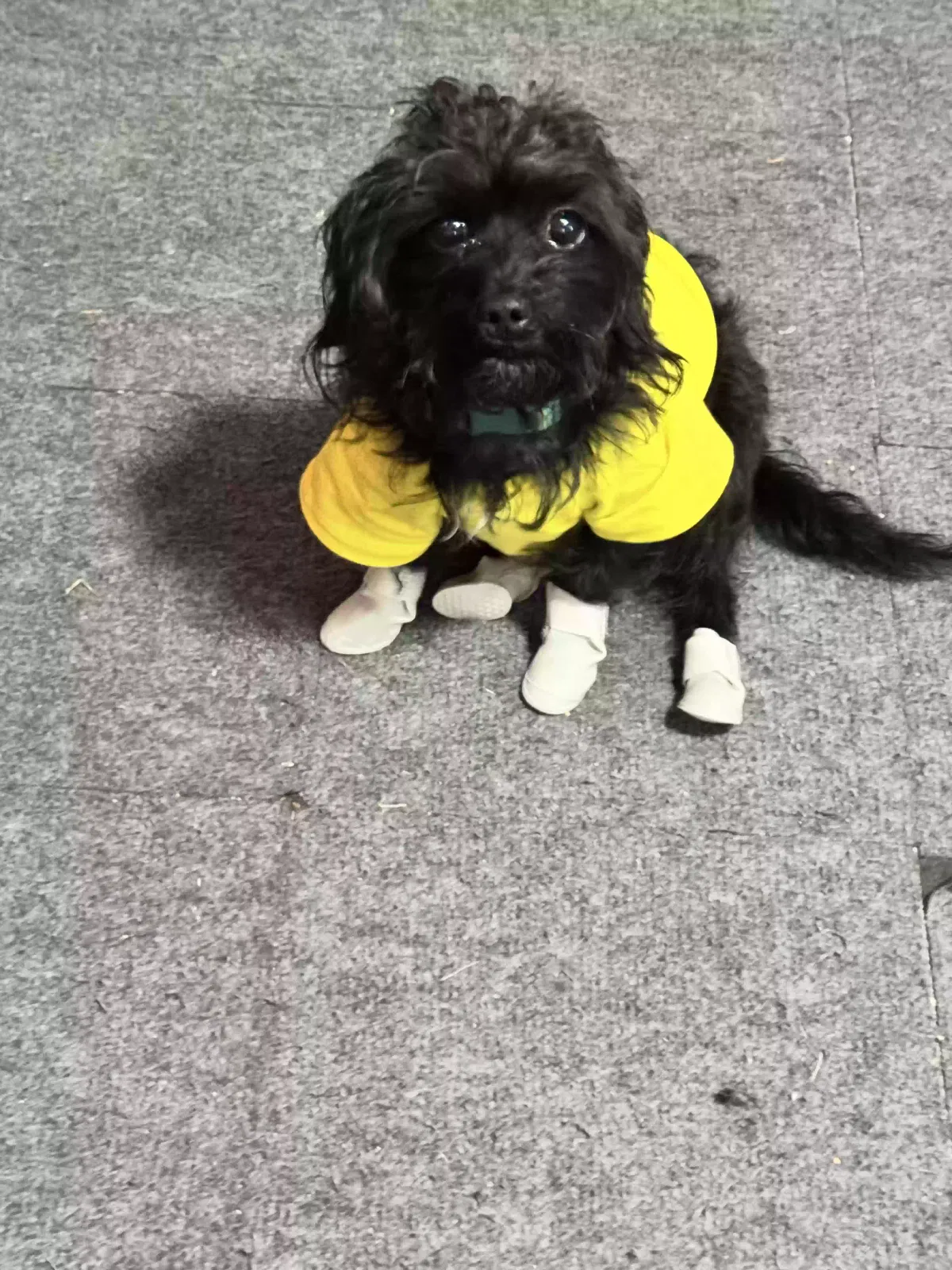 Lost dog in Milwaukee, WI, 53222