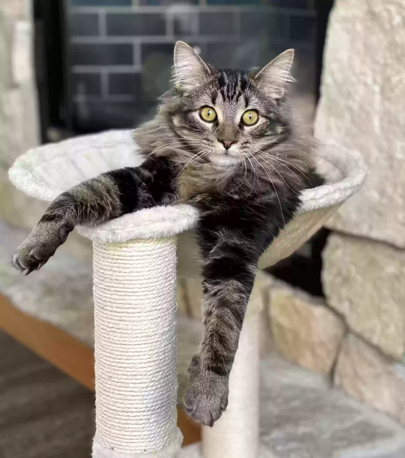 Lost cat in New Carlisle, IN, 46552