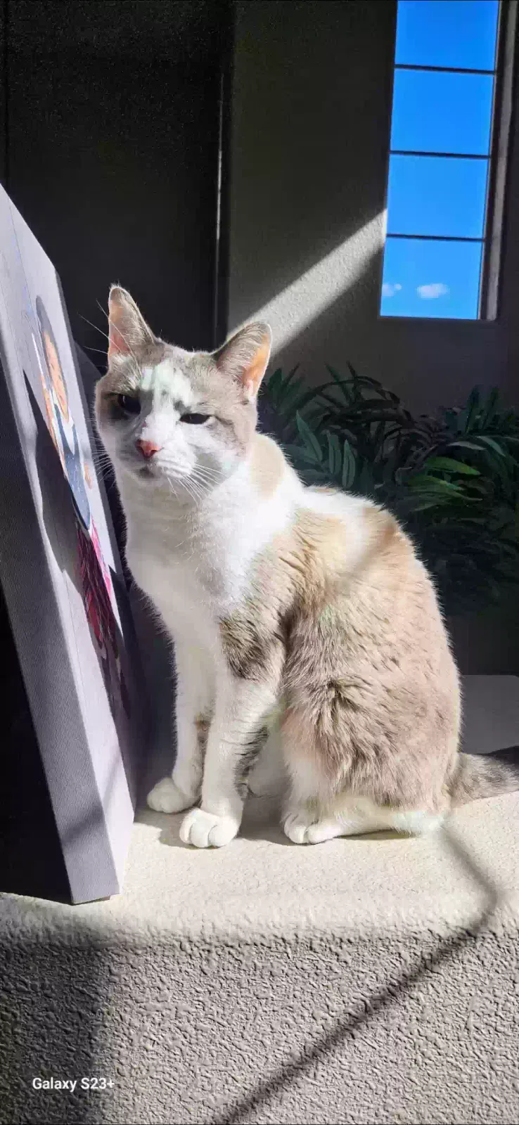 Lost cat in Pittsburg, CA, 94565