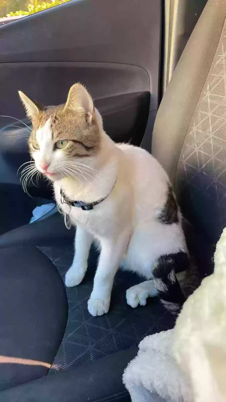 Lost cat in Lake Worth, FL, 33460