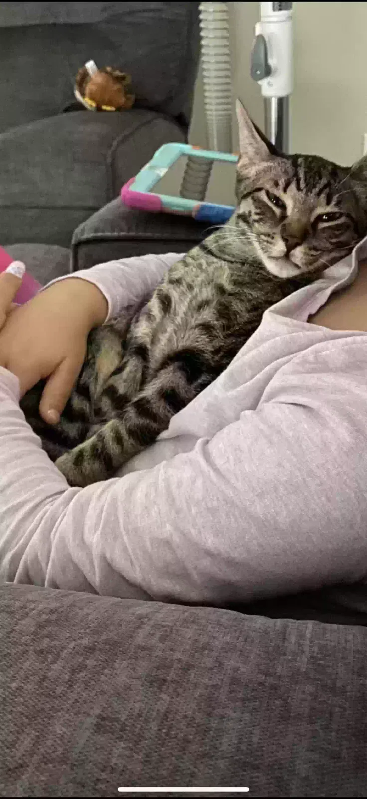 Lost cat in Louisville, KY, 40220