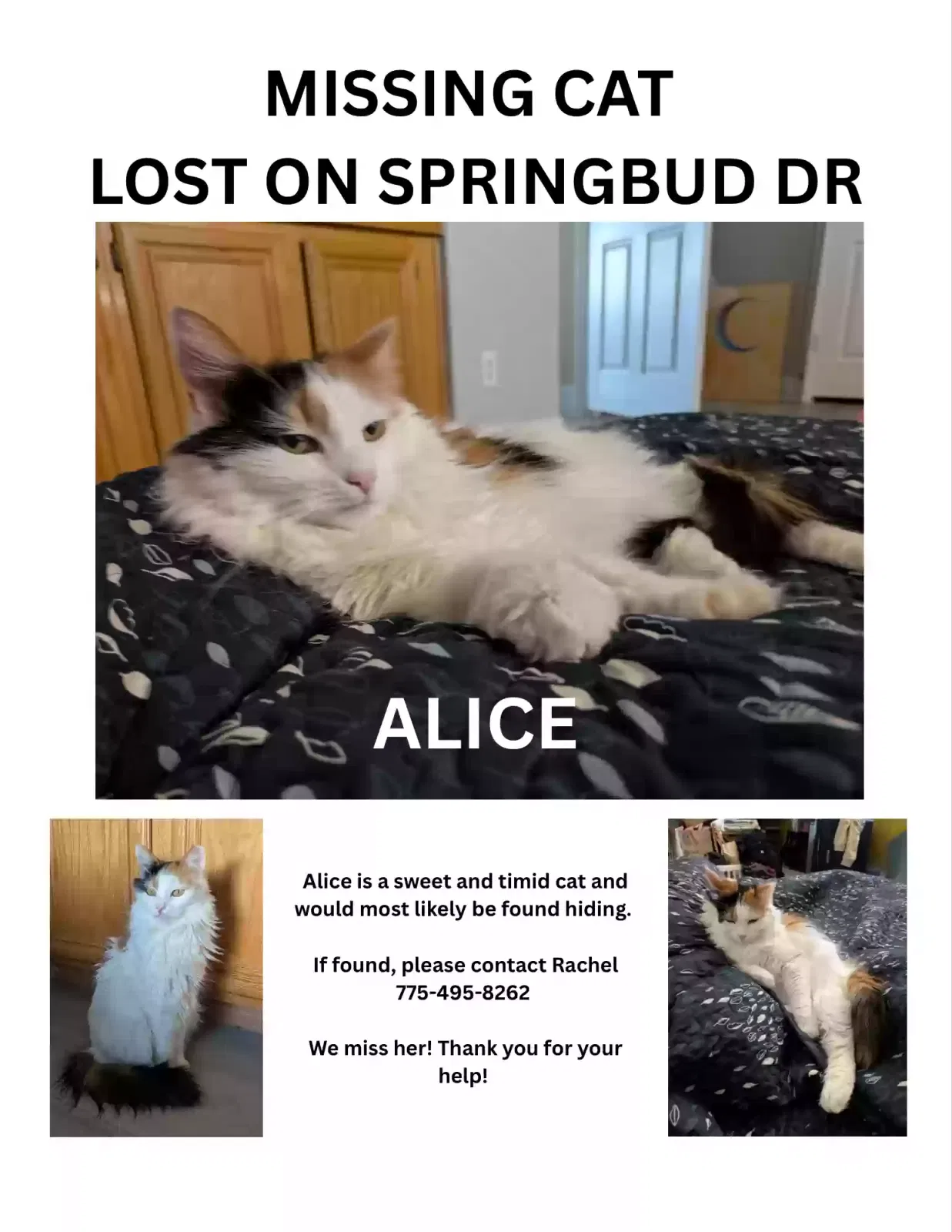 Lost cat in Las Vegas, NV, 89147