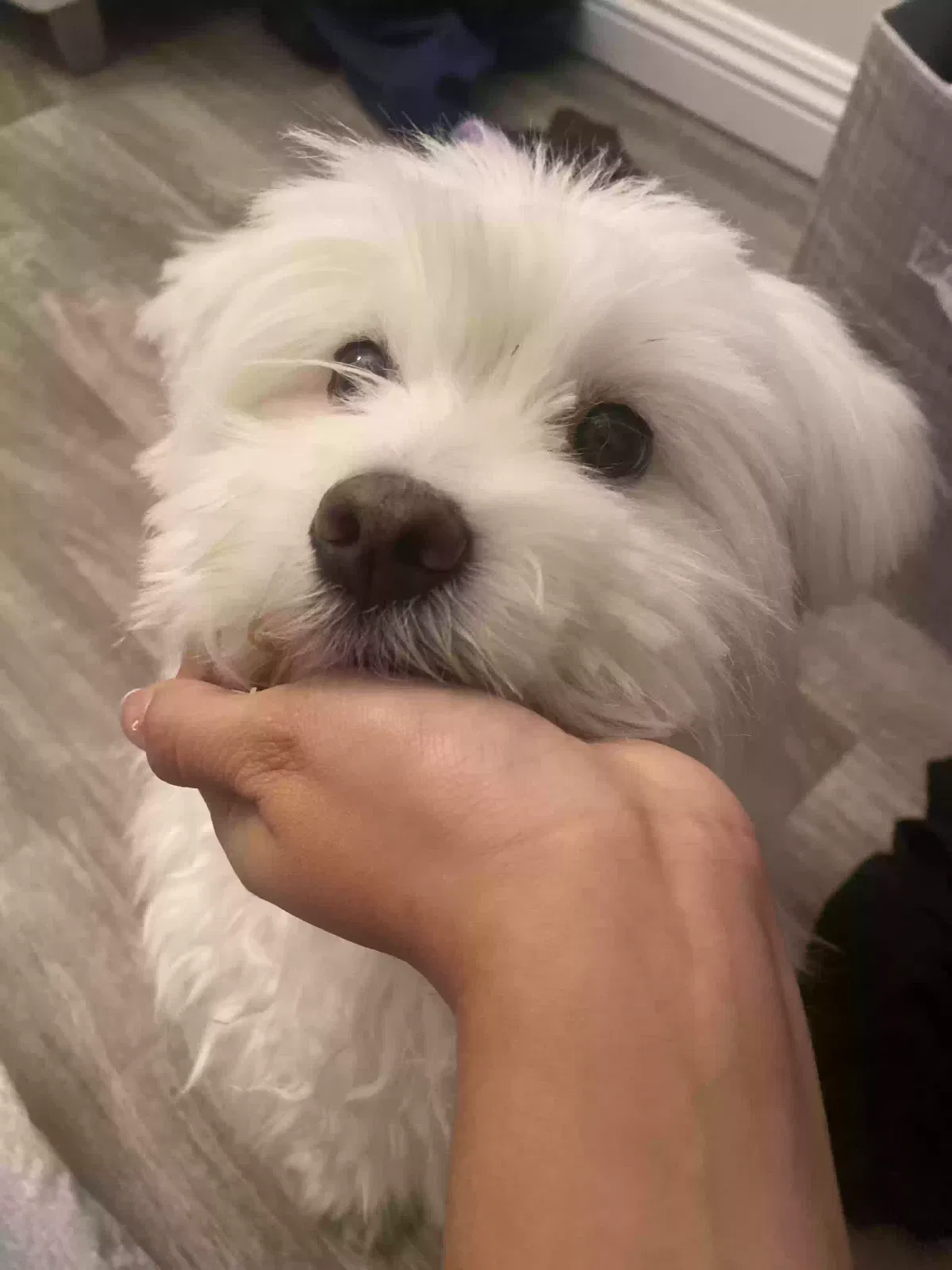 Lost dog in Las Vegas, NV, 89122
