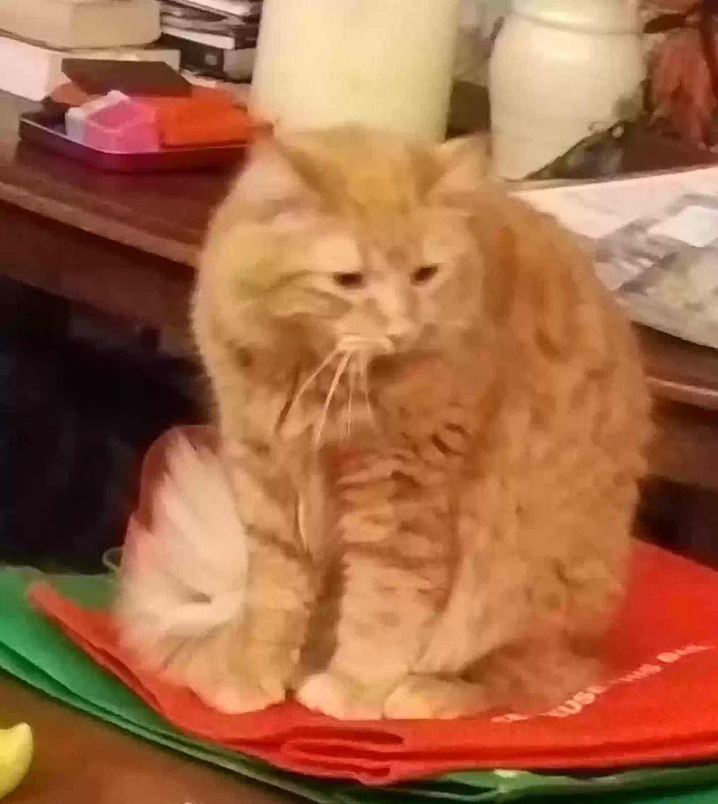 Lost cat in Coarsegold, CA, 93614