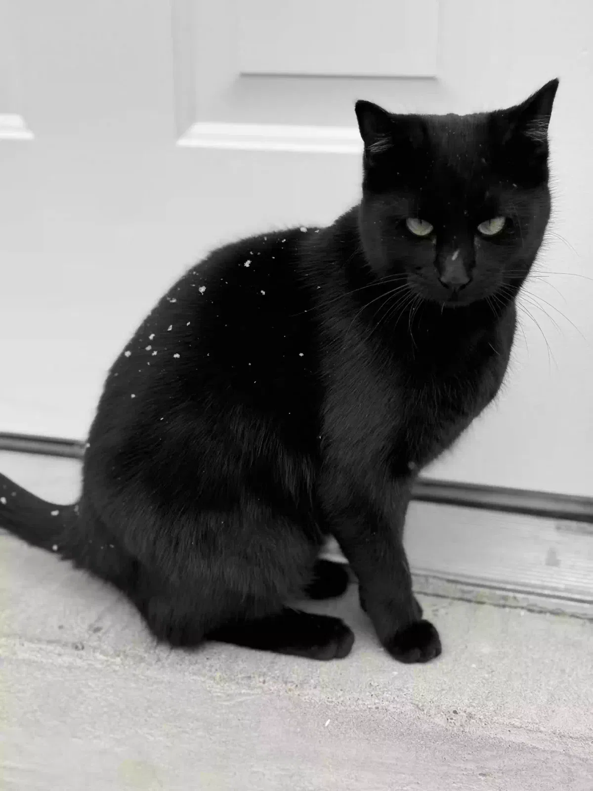 Lost cat in Santa Teresa, NM, 88008