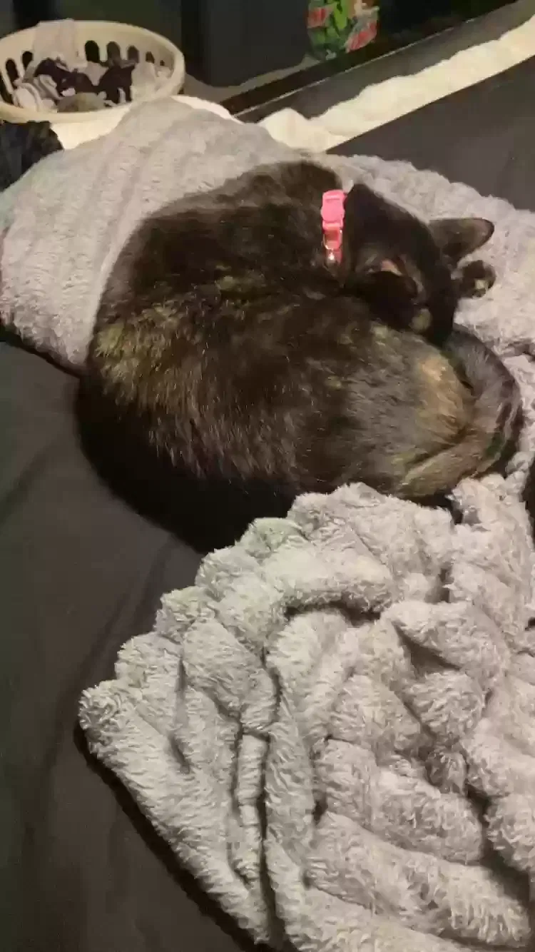 Lost cat in Des Moines, IA, 50317