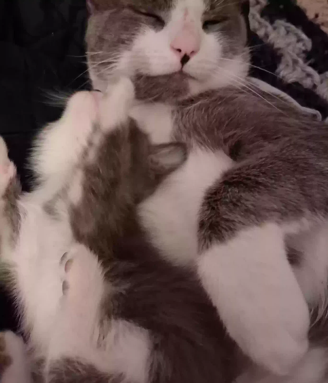 Lost cat in Cambridge, MD, 21613