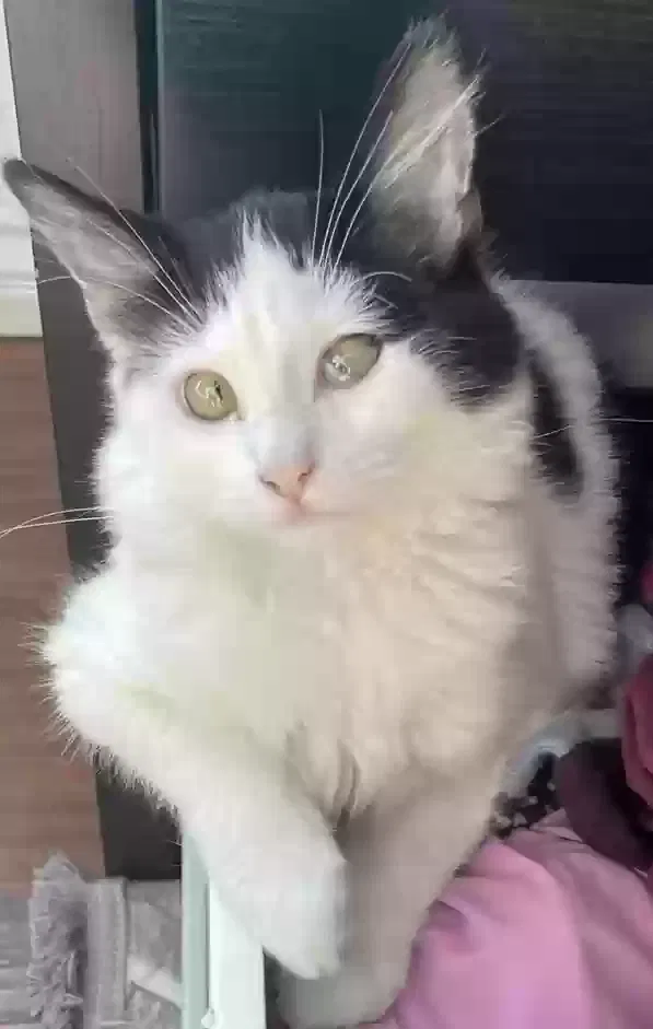 Lost cat in Fontana, CA, 92335