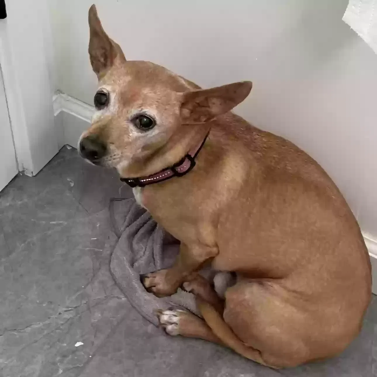 Lost dog in Stockton, CA, 95205